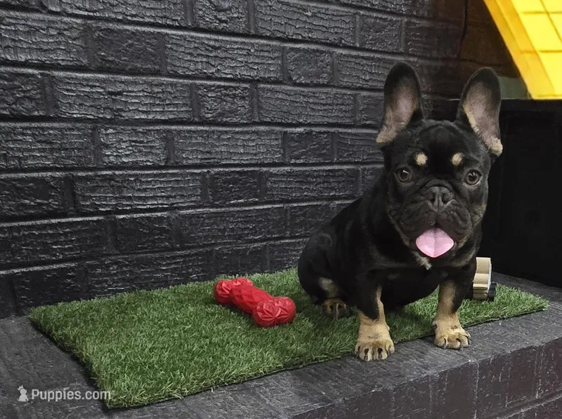 Reese – French Bulldog puppy for sale in Holly Hill, SC