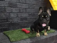 Reese, a female French Bulldog for sale in Holly Hill, SC – 1 of 10