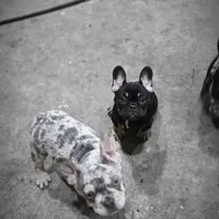 Reese, a female French Bulldog for sale in Holly Hill, SC – Photo 5 of 10