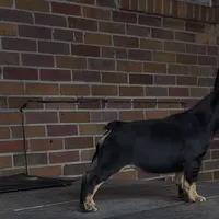 Reese, a female French Bulldog for sale in Holly Hill, SC – Photo 3 of 10