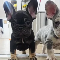 Reese, a female French Bulldog for sale in Holly Hill, SC – Photo 7 of 10