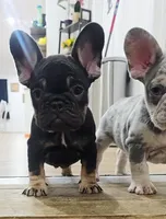 processed/08494075-b077-40d6-8ffd-56593ded7ddf/listing/a48d86e2-8fb1-4a32-b6e1-baa28fe1aab2/b956b968-dbfd-40a3-8517-4a86043cca50