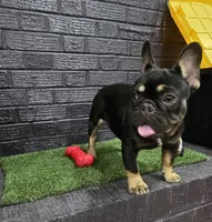 Reese, a female French Bulldog for sale in Holly Hill, SC – 2 of 10