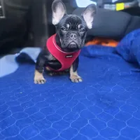 Reese, a female French Bulldog for sale in Holly Hill, SC – Photo 1 of 10