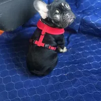 Reese, a female French Bulldog for sale in Holly Hill, SC – Photo 4 of 10