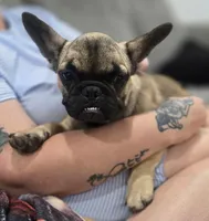 Grizzly, a male French Bulldog for sale in Holly Hill, SC – 2 of 3