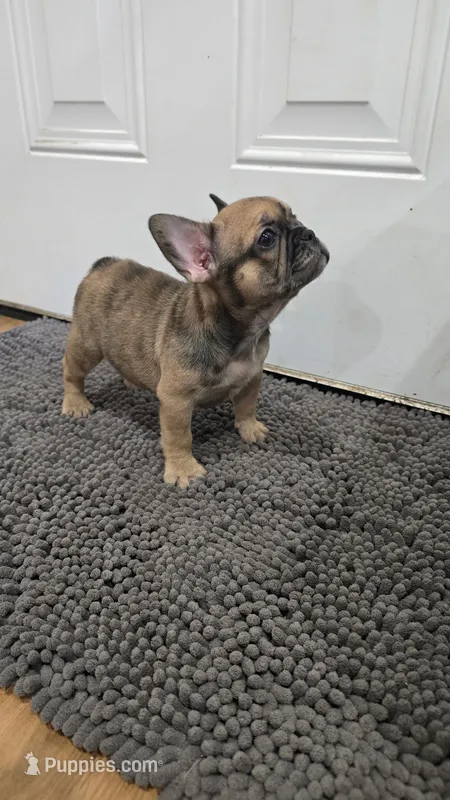 Charlotte – French Bulldog puppy for sale in Holly Hill, SC