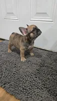 Charlotte, a female French Bulldog for sale in Holly Hill, SC – 1 of 6