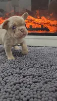 Rip, a male French Bulldog for sale in Holly Hill, SC – 2 of 4