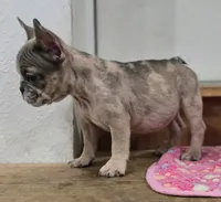 Delilah , a female French Bulldog for sale in Holly Hill, SC – 2 of 8