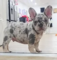 Dozer, a male French Bulldog for sale in Holly Hill, SC – Photo 2 of 4