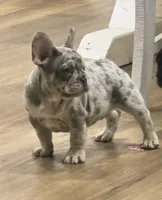 Dozer, a male French Bulldog for sale in Holly Hill, SC – Photo 1 of 4