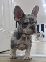 Dozer, a male French Bulldog for sale in Holly Hill, SC – Photo 3 of 4