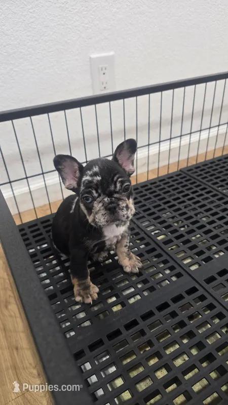 Monica – French Bulldog puppy for sale in Holly Hill, SC