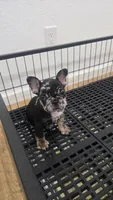 Monica, a female French Bulldog for sale in Holly Hill, SC – 1 of 2
