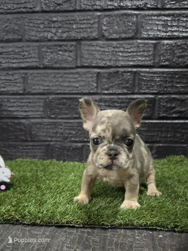 Delilah  – French Bulldog puppy for sale in Holly Hill, SC
