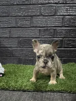 Delilah , a female French Bulldog for sale in Holly Hill, SC – Photo 1 of 3