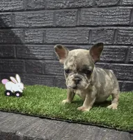 Delilah , a female French Bulldog for sale in Holly Hill, SC – Photo 3 of 3