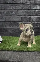 Delilah , a female French Bulldog for sale in Holly Hill, SC – Photo 2 of 3