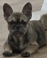 Charlotte, a female French Bulldog for sale in Holly Hill, SC – 8 of 8