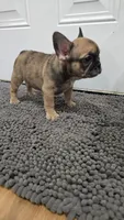 Charlotte, a female French Bulldog for sale in Holly Hill, SC – 6 of 6