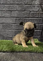 Grizzly, a male French Bulldog for sale in Holly Hill, SC – Photo 4 of 5