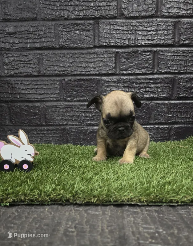 Grizzly – French Bulldog puppy for sale in Holly Hill, SC