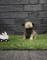 Grizzly, a male French Bulldog for sale in Holly Hill, SC – Photo 1 of 5