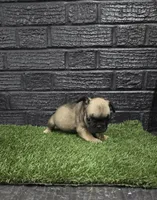 Grizzly, a male French Bulldog for sale in Holly Hill, SC – Photo 5 of 5