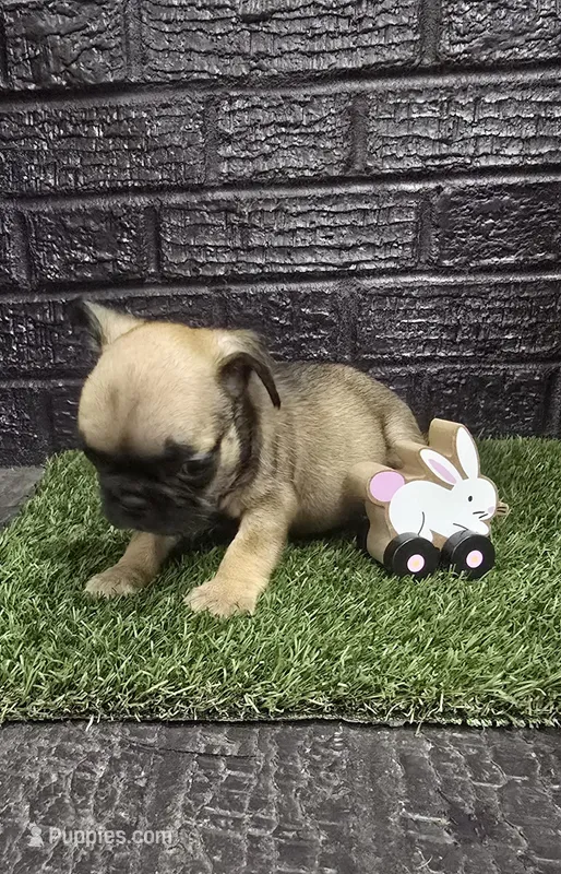 Grizzly – French Bulldog puppy for sale in Holly Hill, SC
