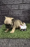 Grizzly, a male French Bulldog for sale in Holly Hill, SC – Photo 2 of 5