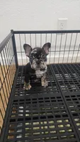 Monica, a female French Bulldog for sale in Holly Hill, SC – 2 of 2
