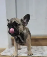 Bear , a male French Bulldog for sale in Holly Hill, SC – 5 of 9