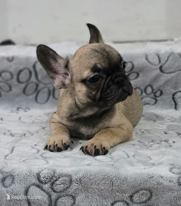 Grizzly – French Bulldog puppy for sale in Holly Hill, SC