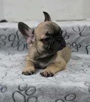 Grizzly, a male French Bulldog for sale in Holly Hill, SC – 7 of 9