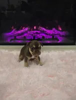 Beth, a female French Bulldog for sale in Holly Hill, SC – 3 of 5