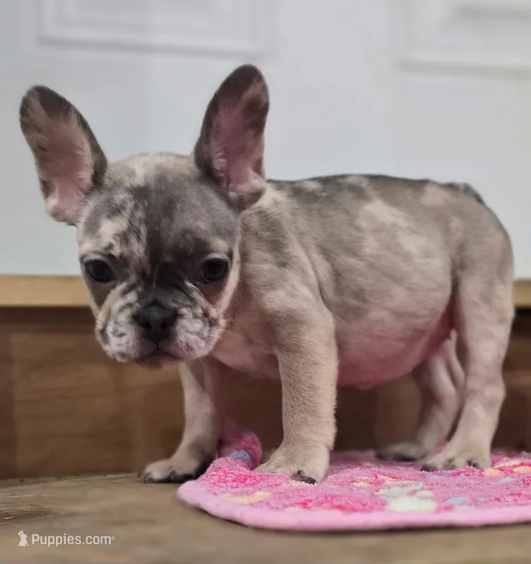 Delilah  – French Bulldog puppy for sale in Holly Hill, SC