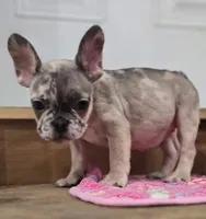 Delilah , a female French Bulldog for sale in Holly Hill, SC – 1 of 8