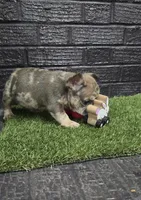 Thumper , a male French Bulldog for sale in Holly Hill, SC – Photo 6 of 6