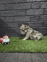 Thumper , a male French Bulldog for sale in Holly Hill, SC – Photo 5 of 6