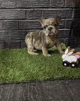 Thumper , a male French Bulldog for sale in Holly Hill, SC – Photo 3 of 6