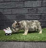 Thumper , a male French Bulldog for sale in Holly Hill, SC – Photo 2 of 6