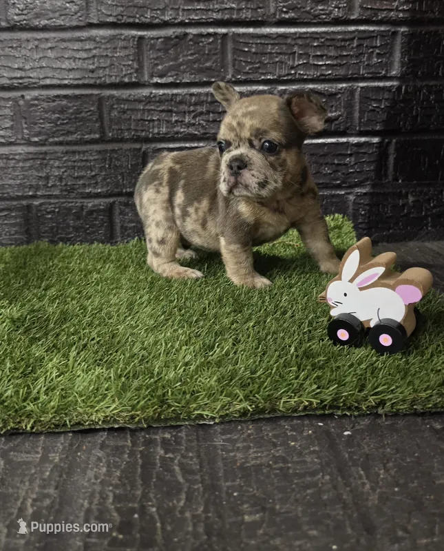Thumper  – French Bulldog puppy for sale in Holly Hill, SC