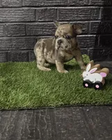 Thumper , a male French Bulldog for sale in Holly Hill, SC – Photo 1 of 6