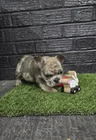 Thumper , a male French Bulldog for sale in Holly Hill, SC – Photo 4 of 6