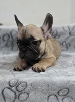 Grizzly, a male French Bulldog for sale in Holly Hill, SC – 2 of 9