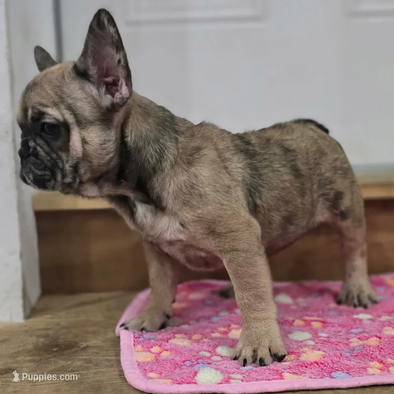 Charlotte – French Bulldog puppy for sale in Holly Hill, SC