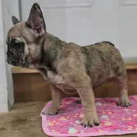 Charlotte, a female French Bulldog for sale in Holly Hill, SC – 1 of 7