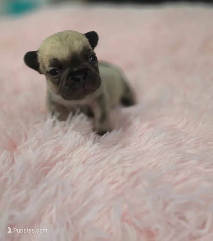 Lola, a female French Bulldog for sale in Holly Hill, SC – 1 of 4