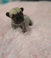 Lola, a female French Bulldog for sale in Holly Hill, SC – 1 of 4